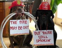 Fire Dogs