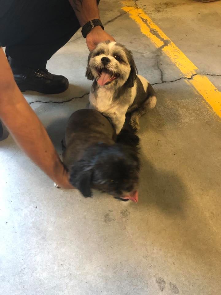 Lost Puppies (2)