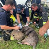 Our Firefighters give medical attention to anyone in need